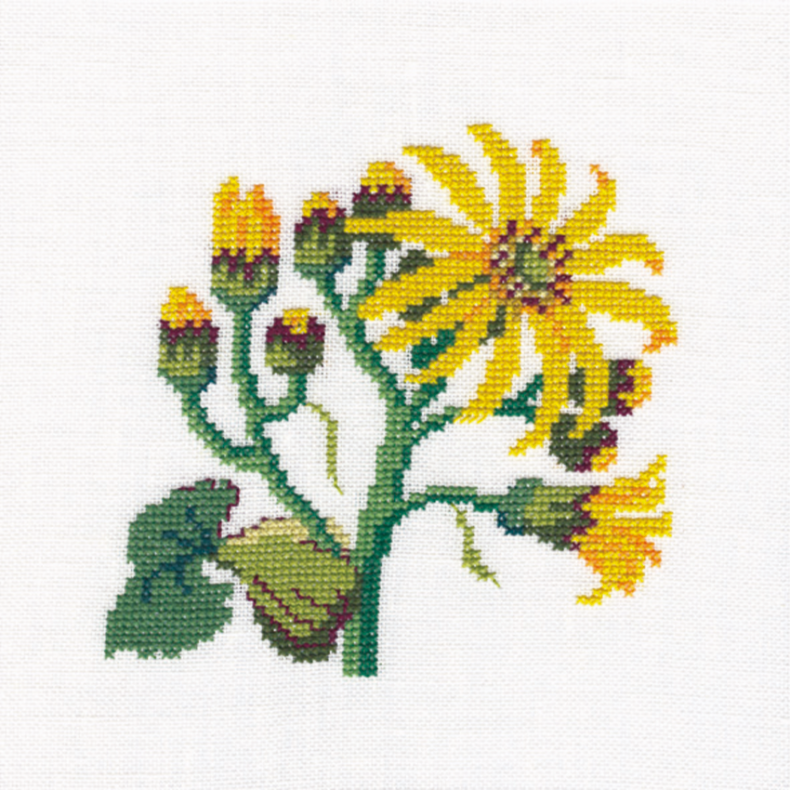 Senecio clivorum GB