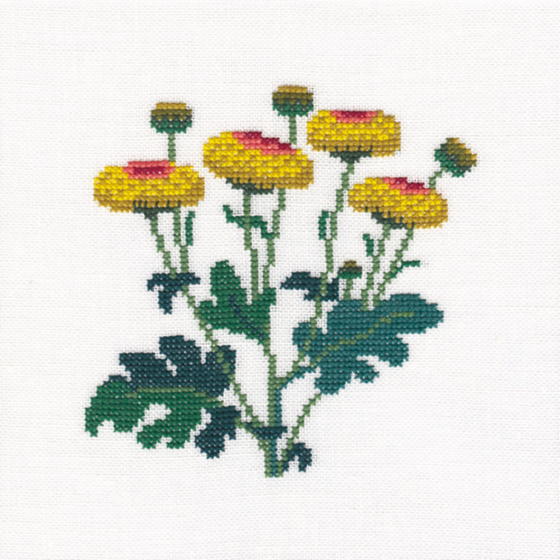 Efterrschrysantemum GB