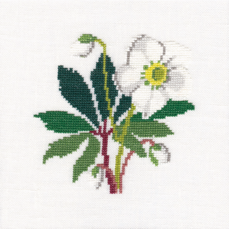 Julerose GB