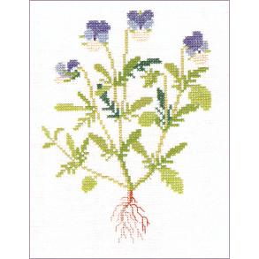 Stedmoderblomst (5) GB