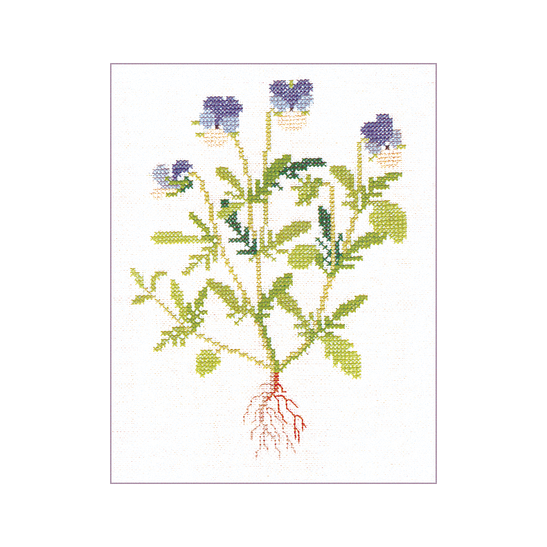 Stedmoderblomst (5) GB