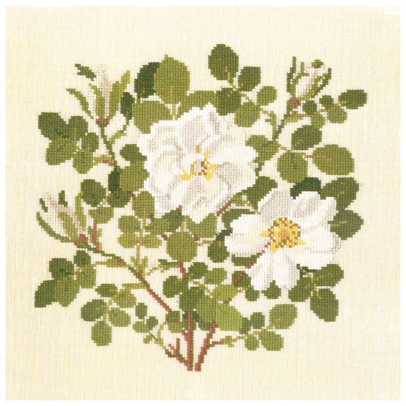 Rose Nevada GB
