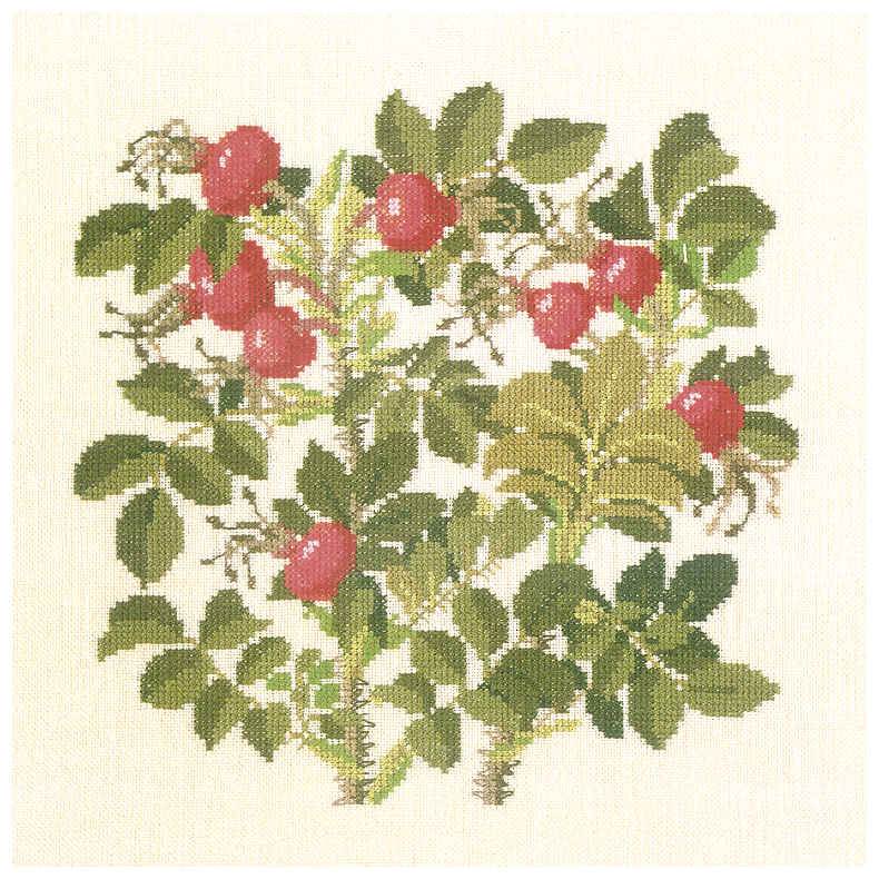 Rose Rogusa ""Dagmar Hastrup"" GB