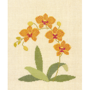 Phalaenopsis hybrid, orkide VJA