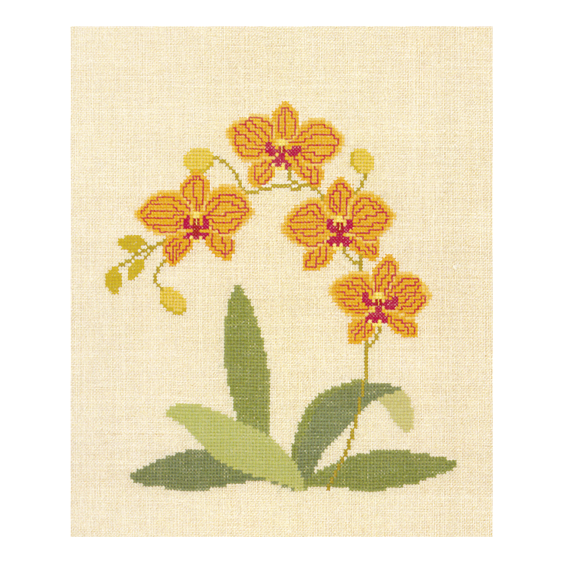 Phalaenopsis hybrid, orkide VJA